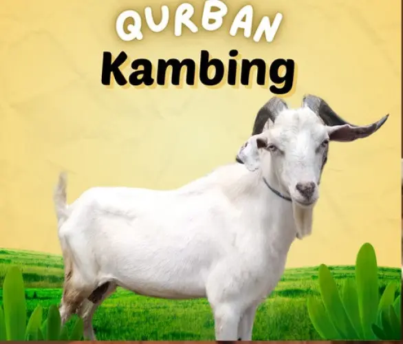 Kurban - Qurban Kambing  purwakarta