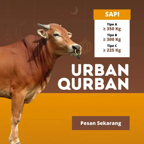 Kurban - Qurban Sapi  purwakarta